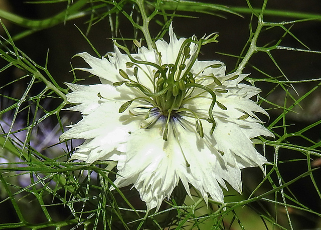 20210717 1787CPw [D~LIP] Damaszener Schwarzkümmel (Nigella damascena), Bad Salzuflen
