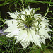 20210717 1787CPw [D~LIP] Damaszener Schwarzkümmel (Nigella damascena), Bad Salzuflen