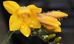 Freesia In the Rain.....