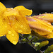 Freesia In the Rain.....