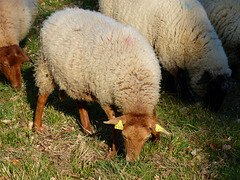 Transhumance du 16 mars 2016