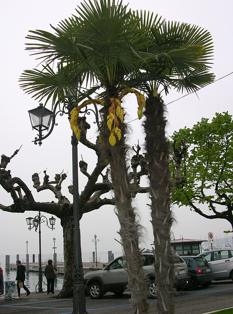 Palmenblüte