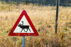 Beware of reindeer