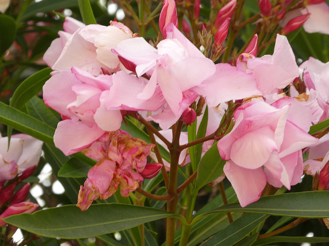 Oleander