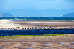 Seals sunbathing at Findhorn