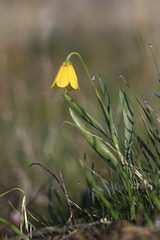 Yellow Bells