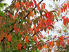 Leaves Have Autumn Colour.