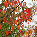 Leaves Have Autumn Colour.