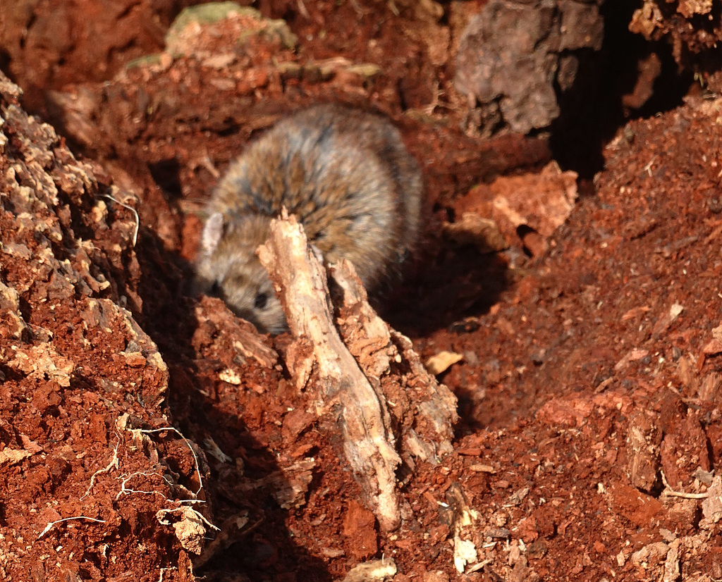 Die Natur gibt niemals auf, selbst Ratten finden darin ihren Platz