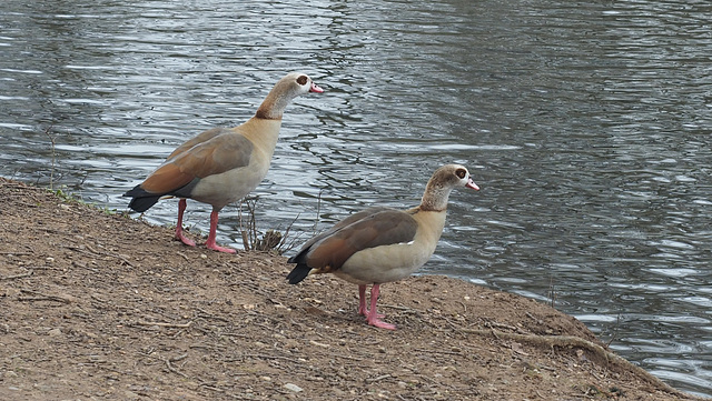 Egyptian Geese