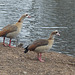 Egyptian Geese