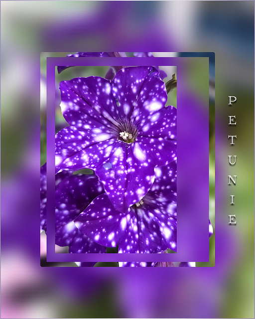 Garten Petunie  ❁