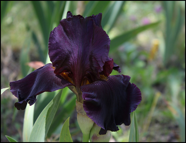 Black As Night (1)