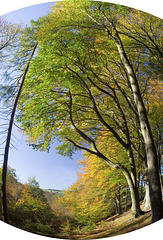 The spherical autumn tree