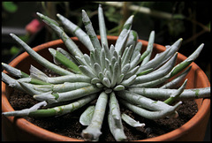 Senecio scaposus (2)