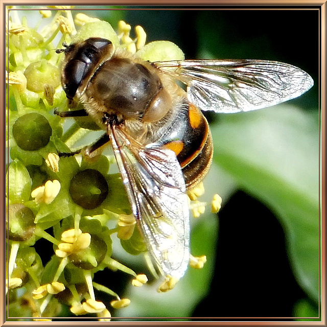 Mistbiene. (Eristalis tenax)  ©UdoSm