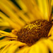 DSCF0591