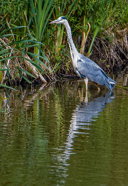 Heron at Burton wetlandsk7