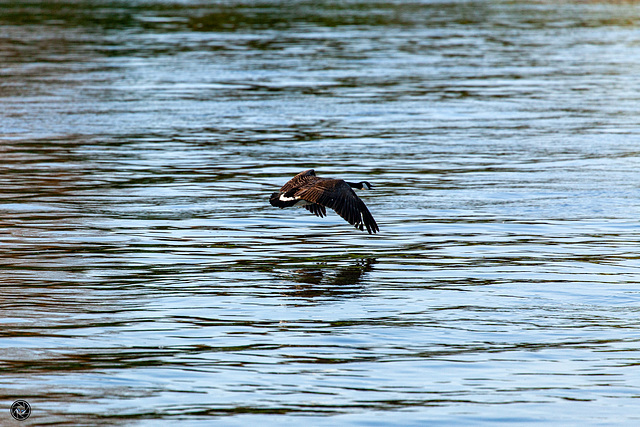 Canadese gans aan de IJssel