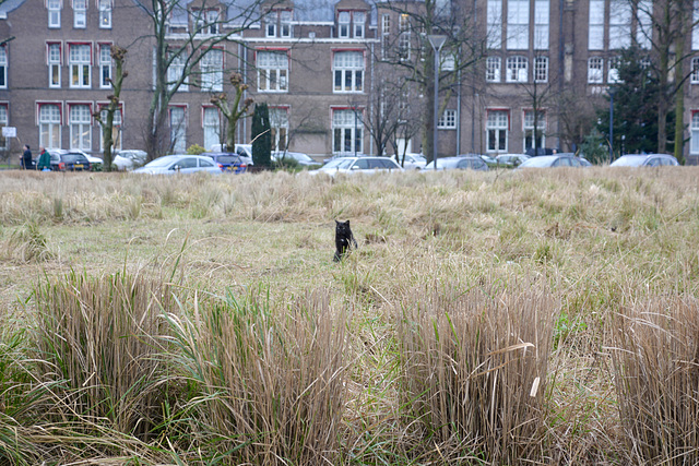 The cat sat in the ﬁeld