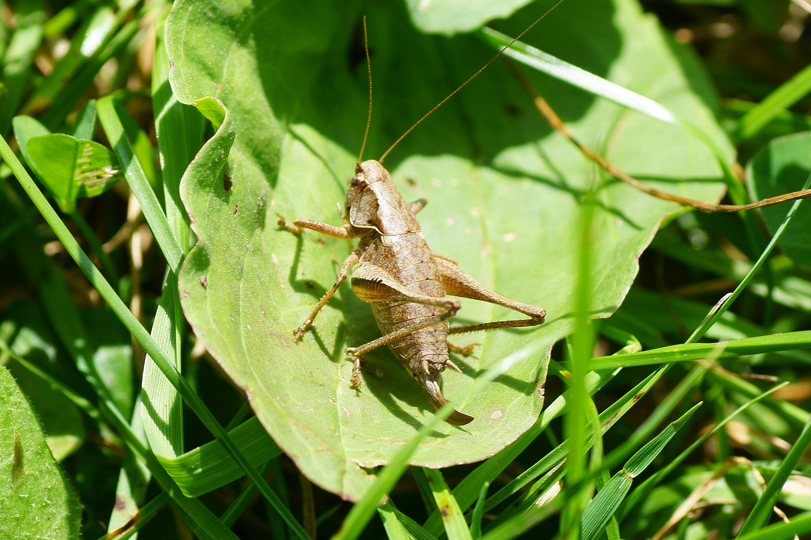 Gemeine Strauchschrecke (♀) auf Blatt