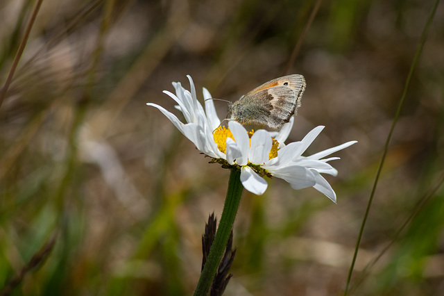 Small Heath butterfly