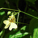 20210717 1793CPw [D~LIP] Kleinblütiges Springkraut (Impatiens parviflora), Bad Salzuflen