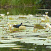 Guatemala, The Common Gallinula Running on Water Lilies