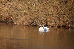 Verweilen in der Januarsonne