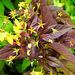 20230723 3089CPw [D~LIP] Bewimperter Felberich (Lysimachia ciliata), UWZ, Bad Salzuflen