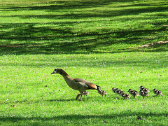 die Nilgänse, immer fleißig...