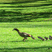 die Nilgänse, immer fleißig...