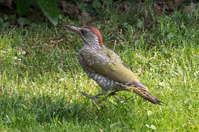 G20150820 8495VRAw [D~RI] Grünspecht (Picus viridis), Rinteln