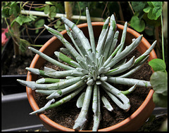 Senecio scaposus (3)