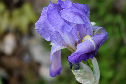 IRIS