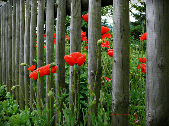 Roter Mohn ...