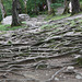 Roots