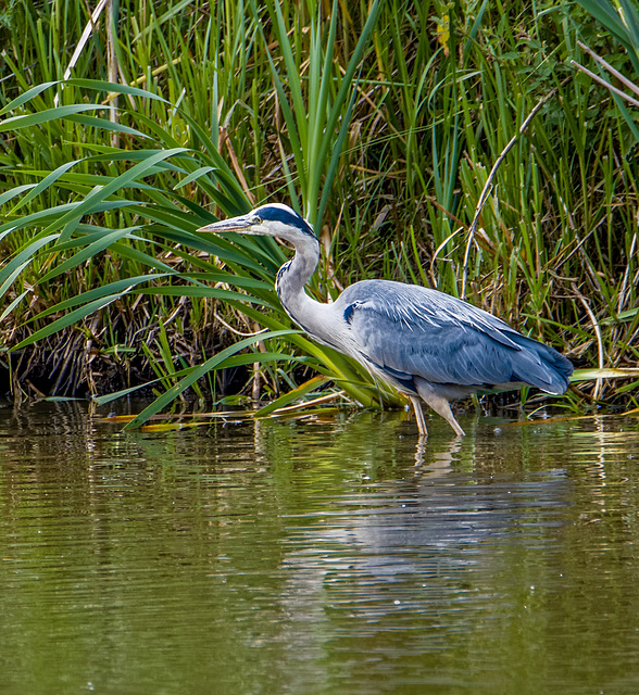 Heron at Burton wetlandss45