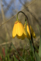 Yellow Bells