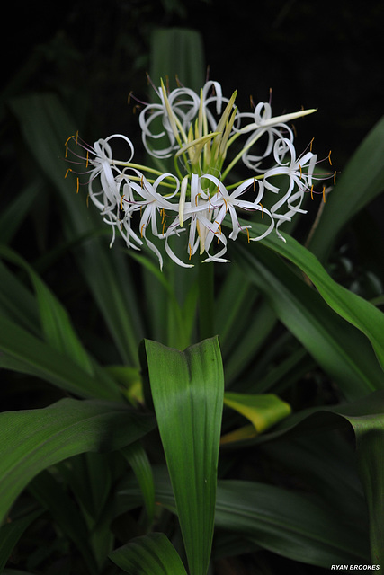 20201001-9249 Crinum asiaticum L.