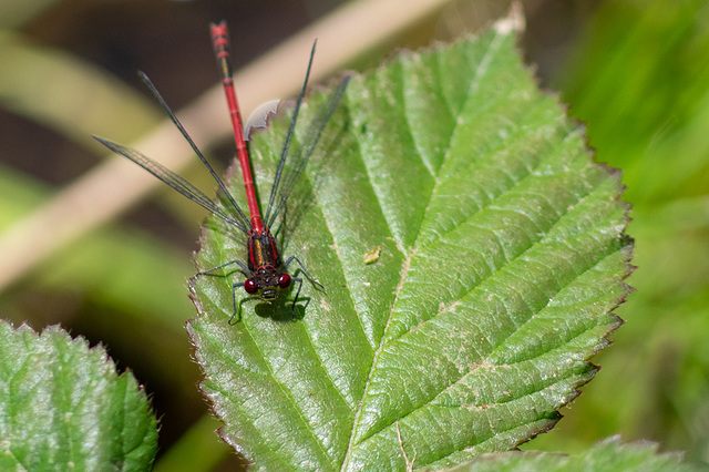 Red Damselfly at Woodhead