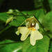 20210717 1794CPw [D~LIP] Kleinblütiges Springkraut (Impatiens parviflora), Bad Salzuflen