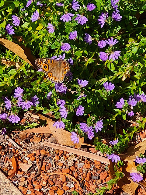 Meadow argus butterfly