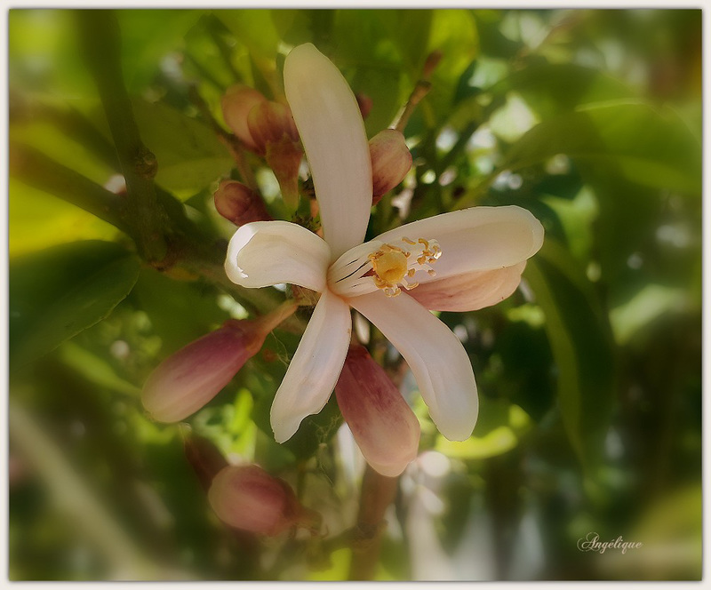 Passez un bon we mes ami(e)s !❤️fleur de citronnier