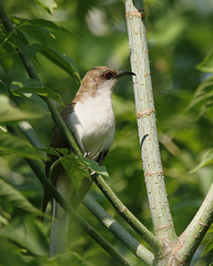 coulicou à bec noir / black-billed cuckoo