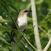 coulicou à bec noir / black-billed cuckoo