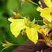 20230723 3090CPw [D~LIP] Bewimperter Felberich (Lysimachia ciliata), UWZ, Bad Salzuflen