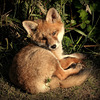 Renard roux (Vulpes vulpes),