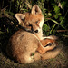 Renard roux (Vulpes vulpes),