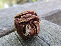 Frucht des Mammutbaums und Spinnentier